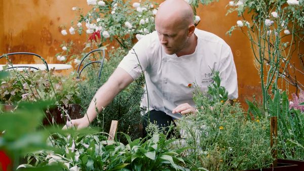 Kocken Jakob Mielcke plockar färska örter i restaurangens trädgård
