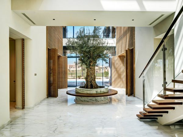 View inside the entrance area showing a beautiful olive tree in Saadiyat Island