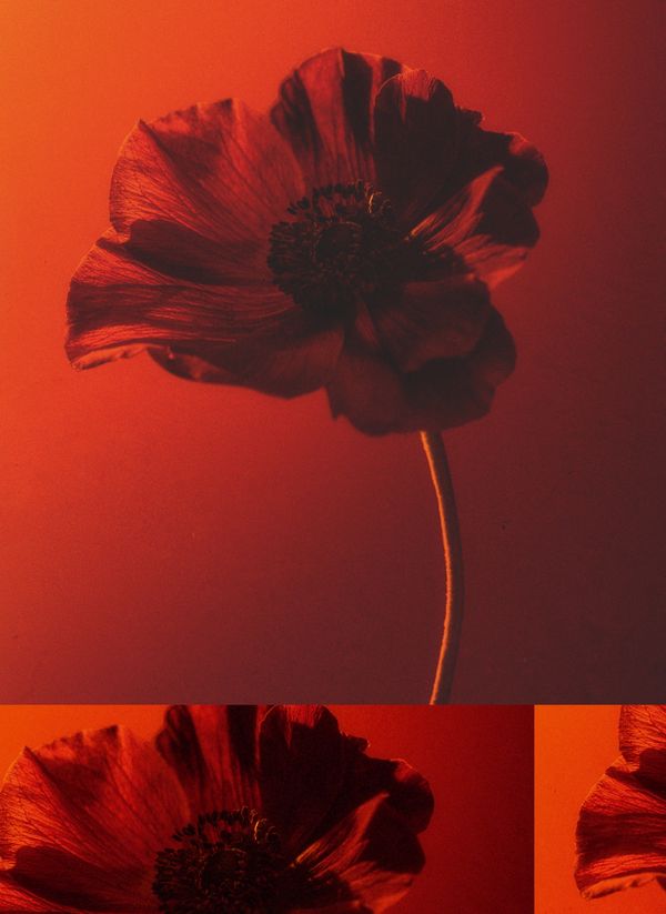 Red poppy flowers photographed with a red filter applied 