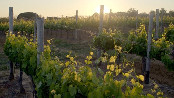 celebrazione della cultura del vino con il video del tour in toscana