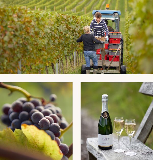 Collage de imágenes del viñedo orgánico de Albury