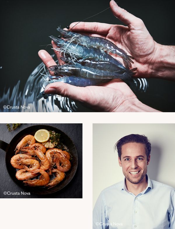 Collage de imágenes de camarones de agua salada y retrato del Dr. Fabian Riedel