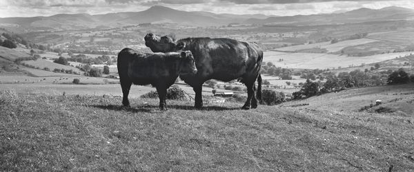 Image of cattle in countryside