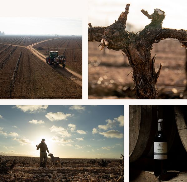 Collage image of Elías López Montero with his dog on the vinyard, winter vines and wine bottle