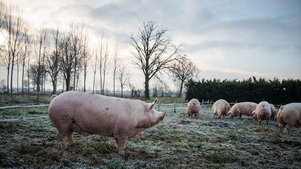 恬静养殖猪和Bettella家族农场的短片