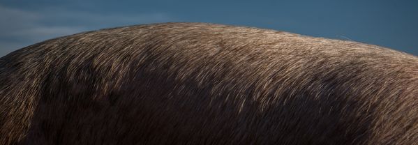 Immagine della schiena di un maiale al sole