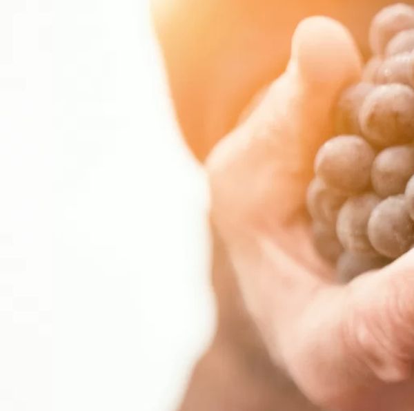 An image of hands holding grapes