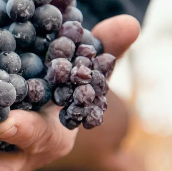 Una imagen de manos sosteniendo uvas