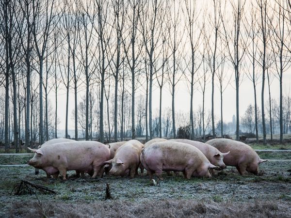 Een afbeelding van Maiale Tranquilo® varkens op een veld