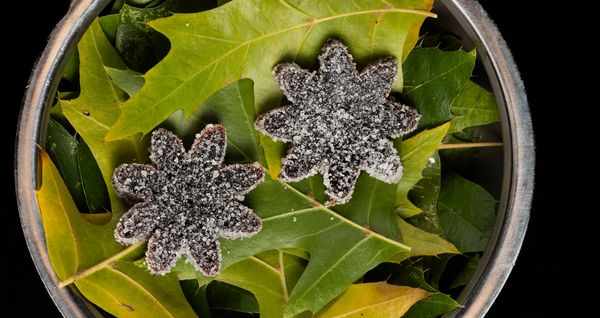Salted licorice stars, resting on a verdant bed of leaves.