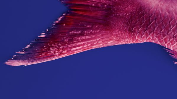 Cola de pez rosa fotografiada sobre un fondo azul intenso