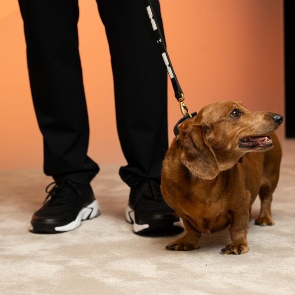 Dog and owner visiting the Gaggenau Expressive dialogue exhibition at Design Miami 2025