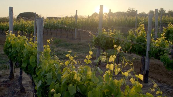 vídeo sobre a celebração da cultura do vinho com um passeio na Toscana