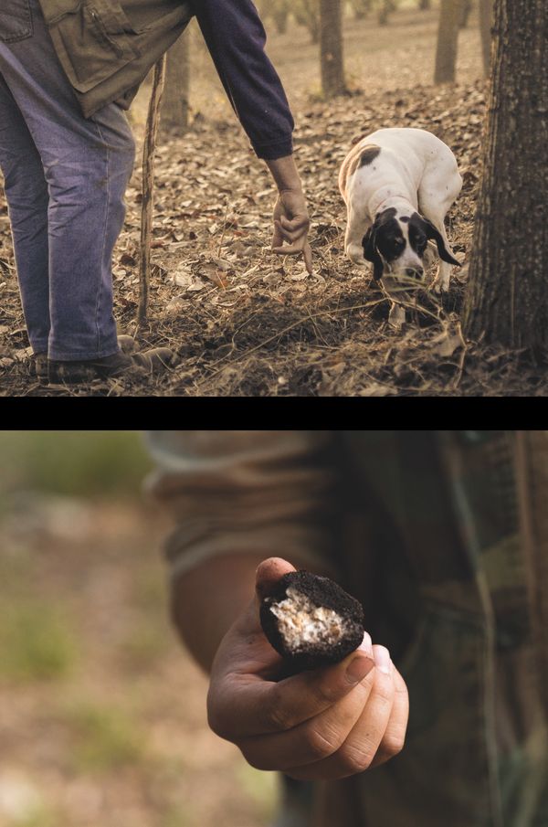 Dog hunting for truffles and man holding black truffle