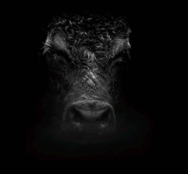 Głowa krowy rasy hinterwelderskiej