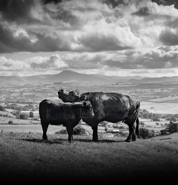 Kerry, Hinterwälder-Rind and Welsh Black cows