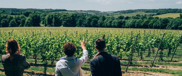 Uitzicht op de wijnranken van Simpsons Vineyard in Kent, Engeland
